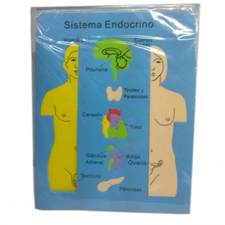 Foami Estructura Del Sistema Endocrino