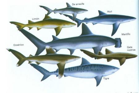 Animales de Venezuela - Tiburones